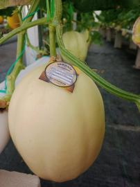 PANEN PERDANA MELON SEKUSI PROGRAM BKK DANAIS DI NGRINGIN